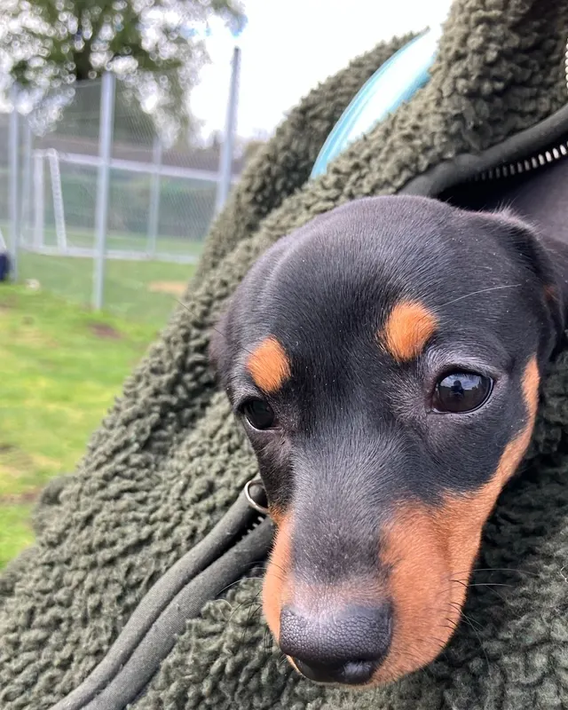 Our puppy at twelve weeks, carried in a fleece jacket